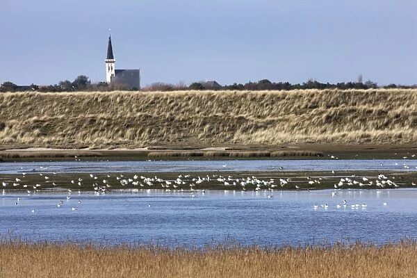 Nature reserve with resting birds - Texel - island - Netherlands