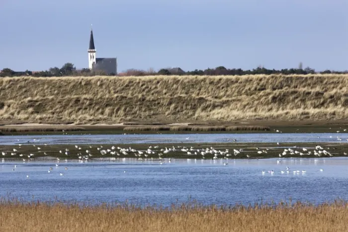 Framed Print : Nature reserve with resting birds - Texel - island - Netherlands Framed Print : Nature reserve with resting birds - Texel - island - Netherlands