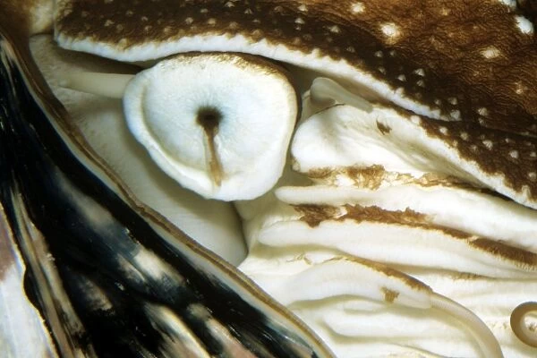 Nautilus - close-up of eye - pacific