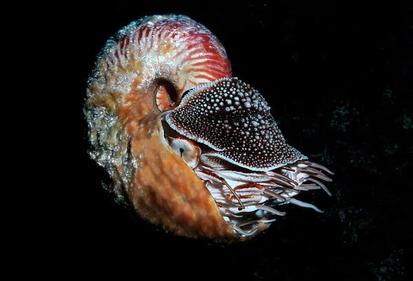 Nautilus - This rarely seen hairy nautilus was trapped in 80 m of water and later released 20 m down a drop off Milne Bay. Papua New Guinea