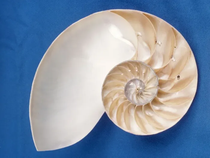 Framed Print : Nautilus - section Framed Print : Nautilus - section