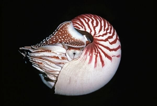 Nautilus - Trapped chambered Nautilus released in deep water Milne Bay Papua New Guinea