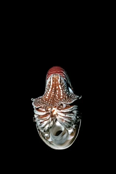 Framed Print : Nautilus - Trapped Nautilus released in deep water Milne Bay Papua New Guinea Framed Print : Nautilus - Trapped Nautilus released in deep water Milne Bay Papua New Guinea