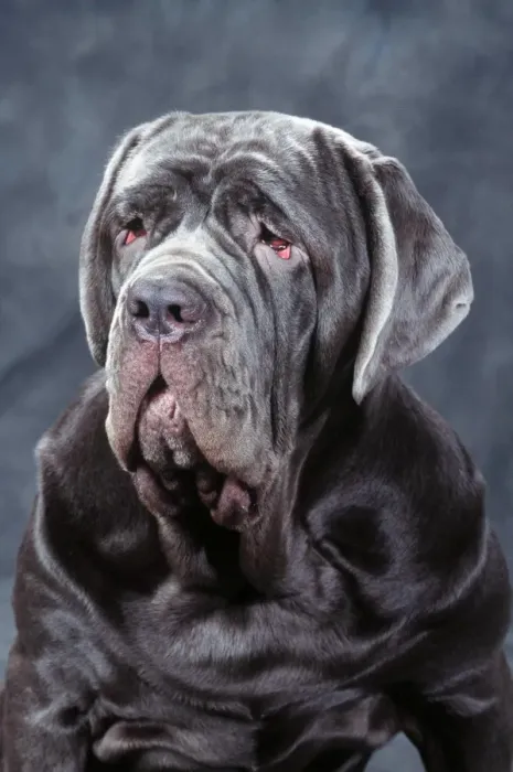 Framed Print : Neapolitan Mastiff Dog JD 10954E © John Daniels / ardea. com Framed Print : Neapolitan Mastiff Dog JD 10954E © John Daniels / ardea. com