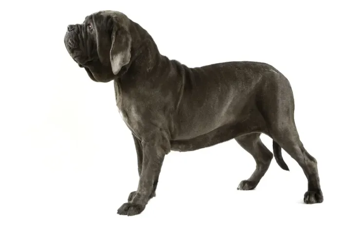 Framed Print : Neapolitan Mastiff - standing. Also known as Mastino Napoletano Framed Print : Neapolitan Mastiff - standing. Also known as Mastino Napoletano