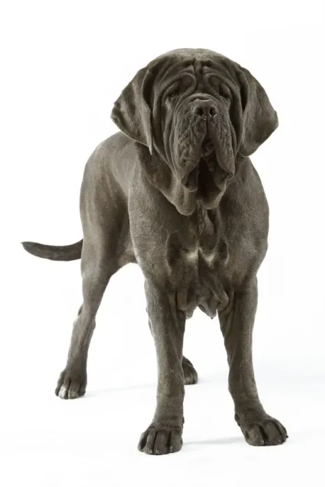 Framed Print : Neapolitan Mastiff - standing. Also known as Mastino Napoletano Framed Print : Neapolitan Mastiff - standing. Also known as Mastino Napoletano