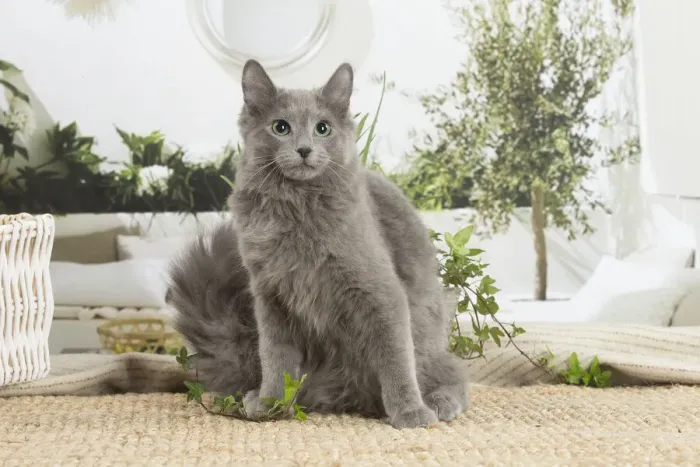 Framed Print : NEBELUNG. Nebelung cat indoors Date Framed Print : NEBELUNG. Nebelung cat indoors Date