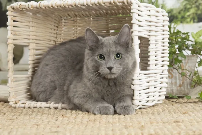 Framed Print : NEBELUNG. Nebelung cat indoors Date Framed Print : NEBELUNG. Nebelung cat indoors Date