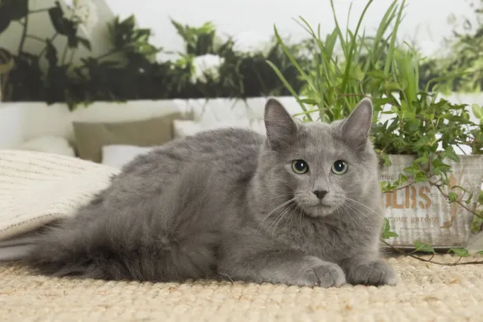 Framed Print : NEBELUNG. Nebelung cat indoors Date Framed Print : NEBELUNG. Nebelung cat indoors Date