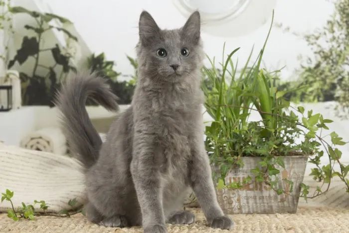 Framed Print : NEBELUNG. Nebelung cat indoors Date Framed Print : NEBELUNG. Nebelung cat indoors Date