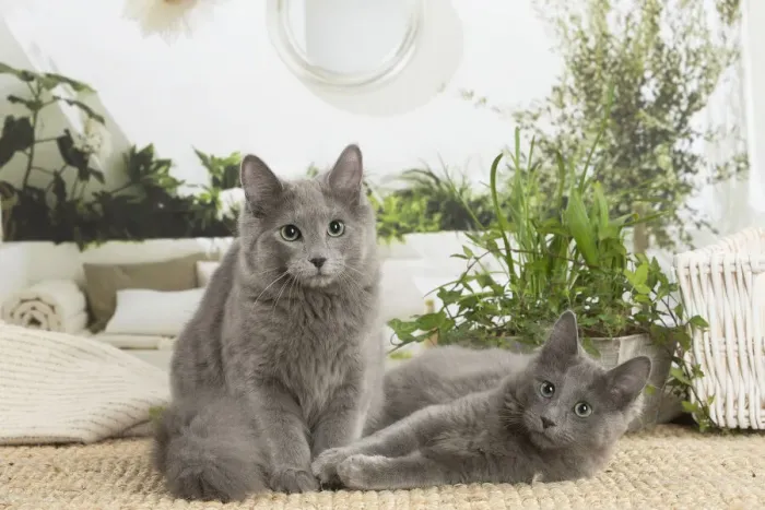 Framed Print : NEBELUNG. Two Nebelung cats indoors Date Framed Print : NEBELUNG. Two Nebelung cats indoors Date