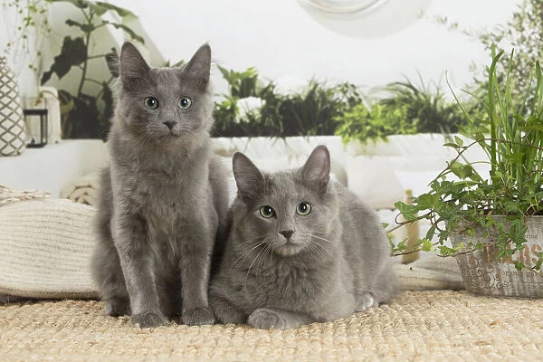 NEBELUNG. Two Nebelung cats indoors Date