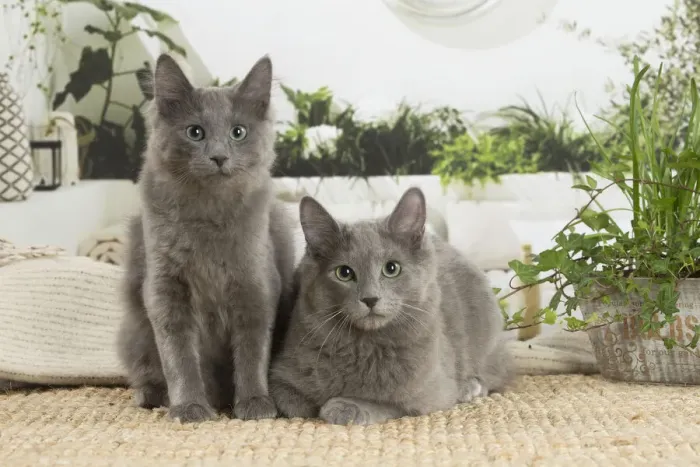Framed Print : NEBELUNG. Two Nebelung cats indoors Date Framed Print : NEBELUNG. Two Nebelung cats indoors Date