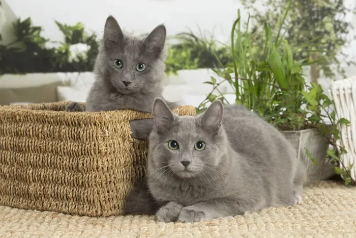 Framed Print : NEBELUNG. Two Nebelung cats indoors Date Framed Print : NEBELUNG. Two Nebelung cats indoors Date