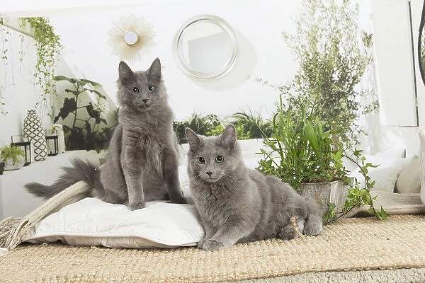 NEBELUNG. Two Nebelung cats indoors Date