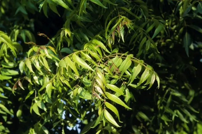 Framed Print : Neem Tree - leaves Framed Print : Neem Tree - leaves