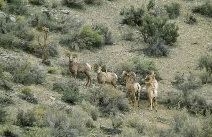 Framed Print : Nelson Desert Bighorn Sheep Framed Print : Nelson Desert Bighorn Sheep