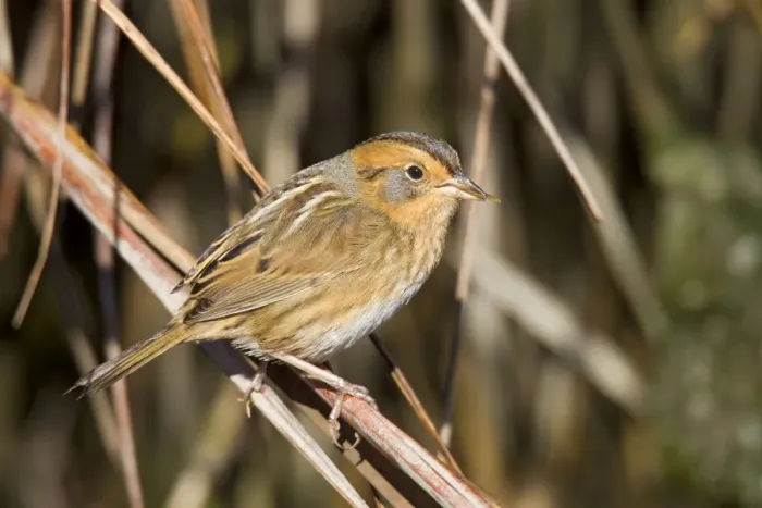 Framed Print : Nelson's / Nelson's Sharp-tailed Sparrow - in fall migration in spartina grass - October - Connecticut - USA Framed Print : Nelson's / Nelson's Sharp-tailed Sparrow - in fall migration in spartina grass - October - Connecticut - USA