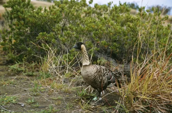 Framed Print : Nene / hawaiian Goose COS 615 on volcanic slope, Big Island, Hawaii. Endemic to Hawaii. Branta sandvicensis © Bill Coster / ARDEA LONDON Framed Print : Nene / hawaiian Goose COS 615 on volcanic slope, Big Island, Hawaii. Endemic to Hawaii. Branta sandvicensis © Bill Coster / ARDEA LONDON