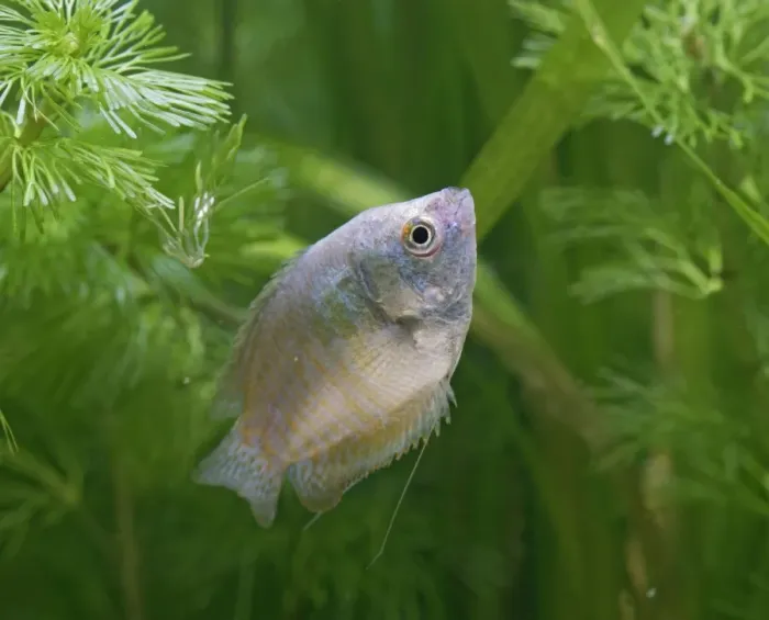 Framed Print : Neon Blue Dwarf Gourami – variant of dwarf – female side view by weeds UK Framed Print : Neon Blue Dwarf Gourami – variant of dwarf – female side view by weeds UK
