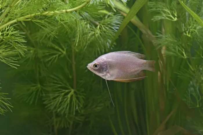 Framed Print : Neon Red Dwarf Gourami – variant of dwarf – female side view by weeds Dist: originally Asia UK 002373 Framed Print : Neon Red Dwarf Gourami – variant of dwarf – female side view by weeds Dist: originally Asia UK 002373