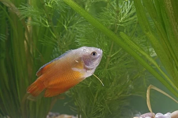 Neon Red Dwarf Gourami – variant of dwarf – male side view by weeds Dist: originally Asia UK