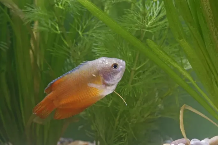 Framed Print : Neon Red Dwarf Gourami – variant of dwarf – male side view by weeds Dist: originally Asia UK Framed Print : Neon Red Dwarf Gourami – variant of dwarf – male side view by weeds Dist: originally Asia UK
