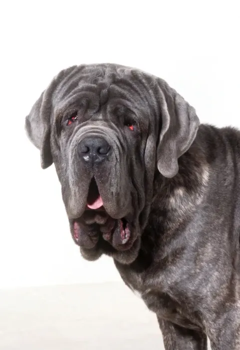 Framed Print : Neopolitan Mastiff Dog JD 13788 M © John Daniels  /  ardea. com