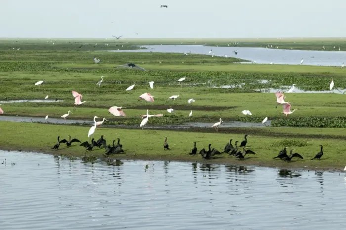 Framed Print : Neotropic / Olivaceus Cormorant, (Phalacrocorax olivaceus), American Wood Stork (Mycteria americana), Great Egret (Casmerodius albus), Roseate Spoonbill, (Ajaja ajaja). Llanos, Venezuela Framed Print : Neotropic / Olivaceus Cormorant, (Phalacrocorax olivaceus), American Wood Stork (Mycteria americana), Great Egret (Casmerodius albus), Roseate Spoonbill, (Ajaja ajaja). Llanos, Venezuela