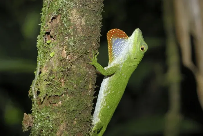 Framed Print : Neotropical Green Anole Braulio Carillo N. P. Costa Rica Framed Print : Neotropical Green Anole Braulio Carillo N. P. Costa Rica