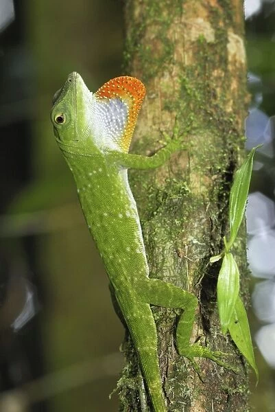 Neotropical Green Anole Braulio Carillo N. P. Costa Rica