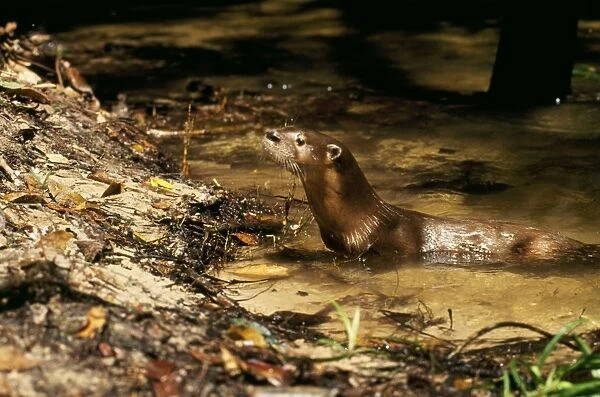 Neotropical Otter Amazonas, Brazil, South America