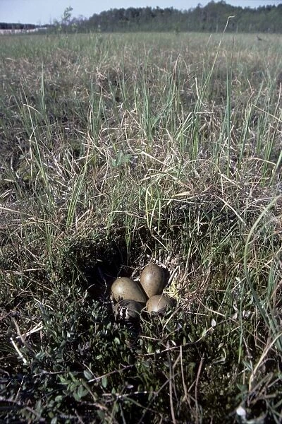 Nest of Black-tailed Godwit - typical; one egg is hatching; adult worries on background; marsh near river Bolshoi Ugan, near Ugut settlement; Uganskii Nat. reserve, Siberia, Russia; spring Ug37. 0319