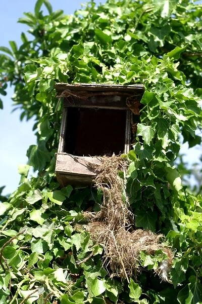 Nest box - destruction  /  damage caused by a Beech  /  Stone Marten. France