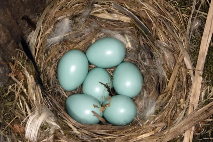 Framed Print : Nest and eggs of Common Redstart. Alsace, France Framed Print : Nest and eggs of Common Redstart. Alsace, France