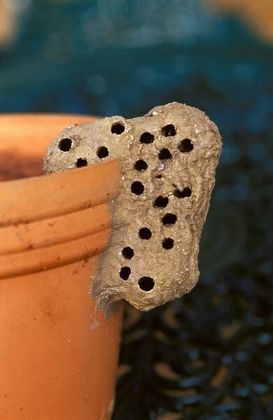 Nest of a Mud-dauber wasp - a solitary species, after emergence of adults