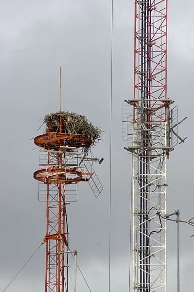 Nest of Osprey on transmission mast. Kalbarri, W. Australia