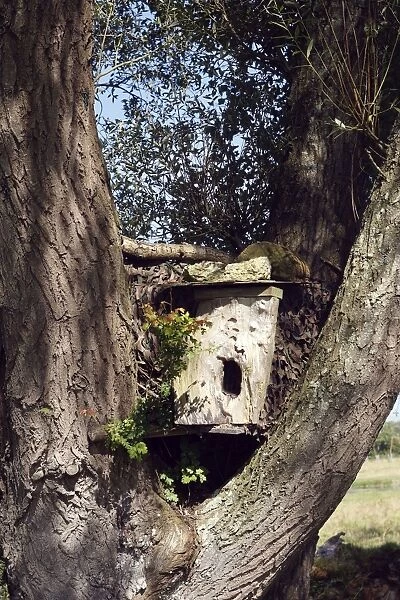 Nestbox for owl - in tree. France