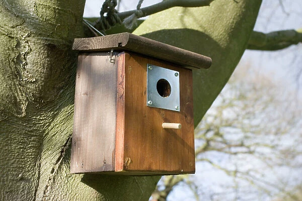 Nesting box for bluetits on beech tree Cotswolds UK. The metal plate around the entrance protects the nesting birds from attack by woodpeckers