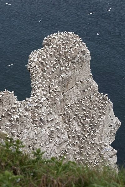 Nesting gannets and other seabirds Bempton Cliffs RSPB Nature Reserve Flamborough Head East Riding of Yorkshire UK