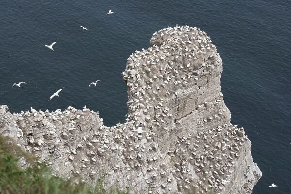 Nesting gannets and other seabirds Bempton Cliffs RSPB Nature Reserve Flamborough Head East Riding of Yorkshire UK