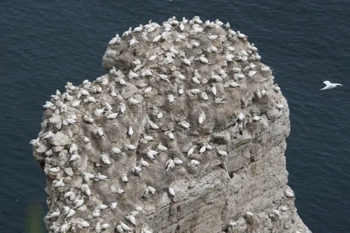 Framed Print : Nesting gannets and other seabirds Bempton Cliffs RSPB Nature Reserve Flamborough Head East Riding of Yorkshire UK Framed Print : Nesting gannets and other seabirds Bempton Cliffs RSPB Nature Reserve Flamborough Head East Riding of Yorkshire UK