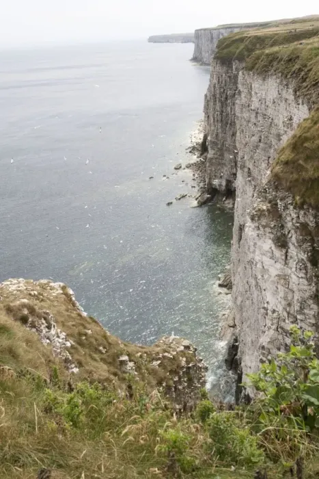 Framed Print : Nesting gannets and other seabirds Bempton Cliffs RSPB Nature Reserve Flamborough Head East Riding of Yorkshire UK Framed Print : Nesting gannets and other seabirds Bempton Cliffs RSPB Nature Reserve Flamborough Head East Riding of Yorkshire UK