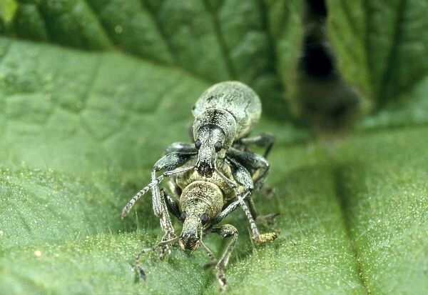 Nettle Weevil - pair mating among nettle spines UK