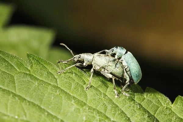 Nettle Weevils - pair mating on nettle leaf, Lower Saxony, Germany