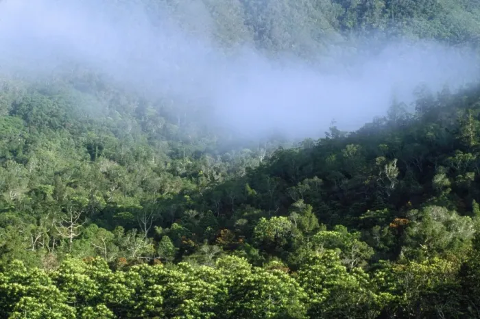 Framed Print : New Caledonia - Pacific Islands - Blue River Regional Park - remaining tropical rainforest habitat of the Kagu (Rhynochetos jubatus)