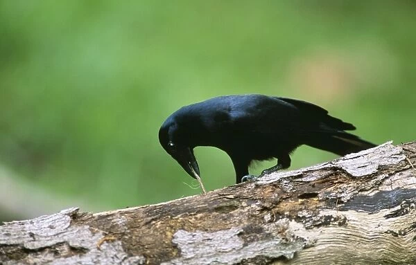 New Caledonian Crow JPF 12343 Using tool to dislodge worm Corvus moneduloides © Jean-Paul Ferrero  /  ARDEA LONDON
