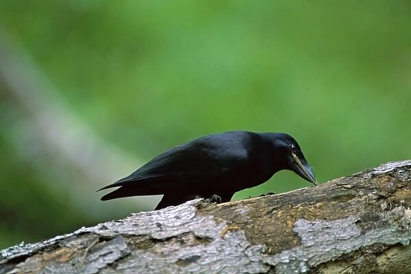 New Caledonian Crow - Using tool to dislodge worms - New Caledonia JPF46232