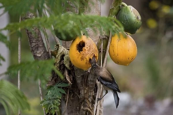 New Caledonian Friarbird feeding on pawpaw Endemic to New Caledonia where it may be seen from gardens through to forests. Feeding on pawpaw on Ile des Pins