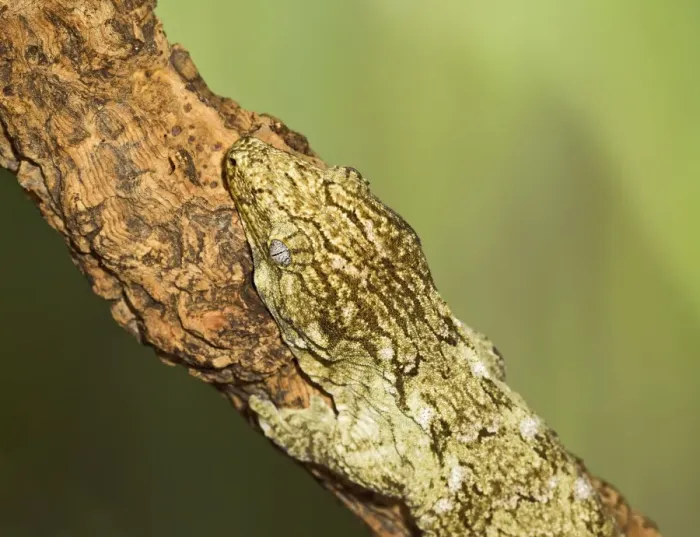 Framed Print : New Caledonian Giant Gecko - showing camouflage - Controlled conditions 15268 Framed Print : New Caledonian Giant Gecko - showing camouflage - Controlled conditions 15268